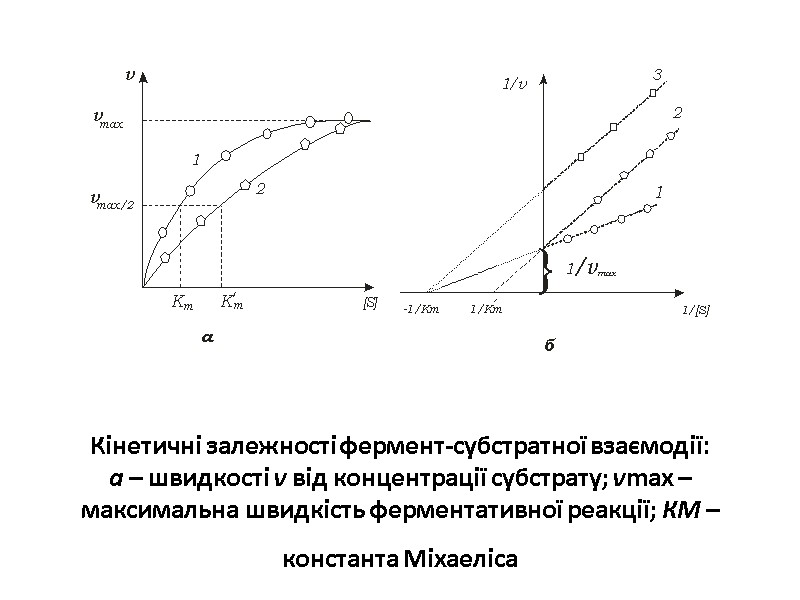 Кінетичні залежності фермент-субстратної взаємодії: а – швидкості v від концентрації субстрату; vmax – максимальна